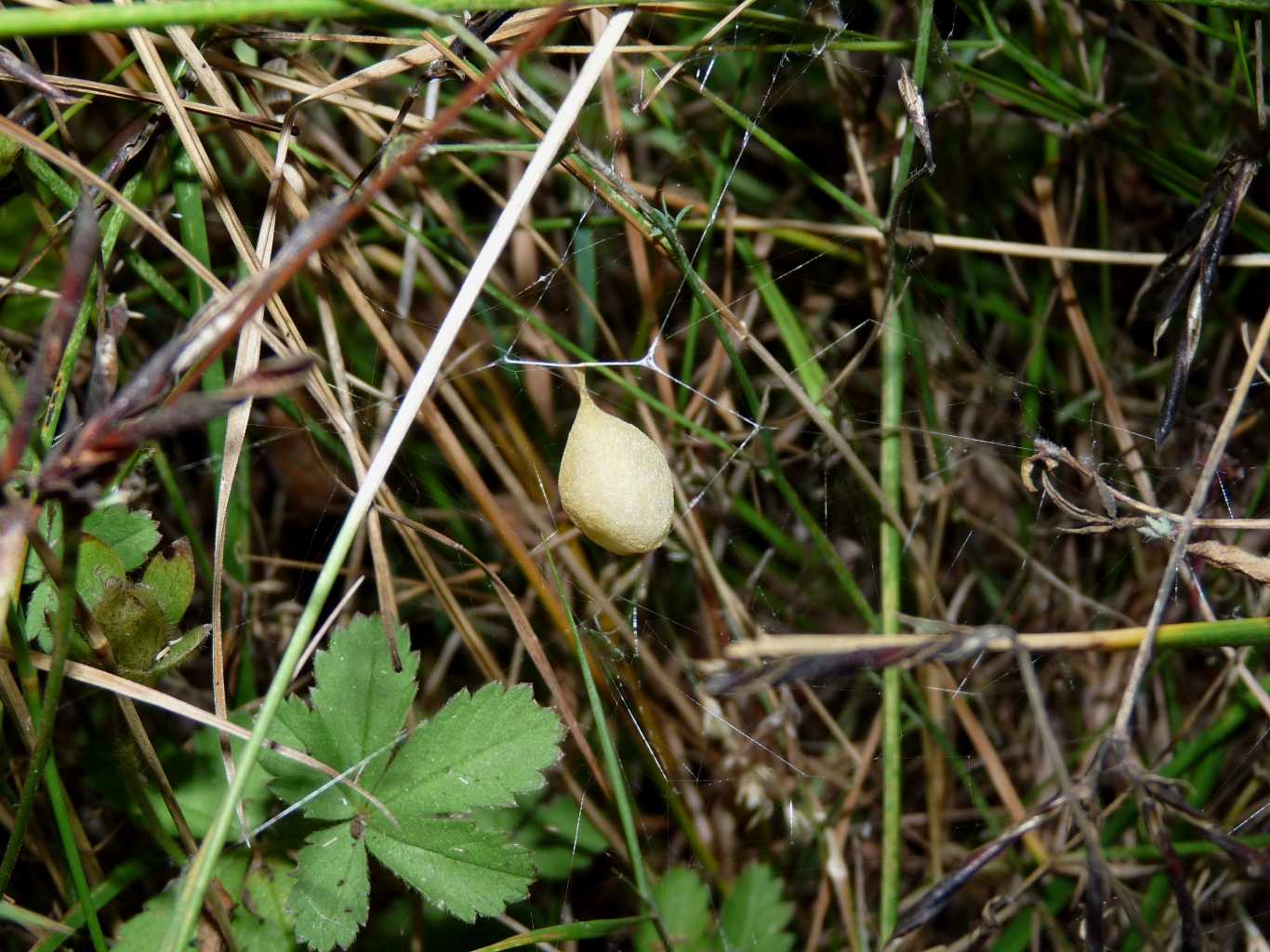 Ovisacchi di Cyrtarachne ixoides - Santa Teresa Gallura (OT)